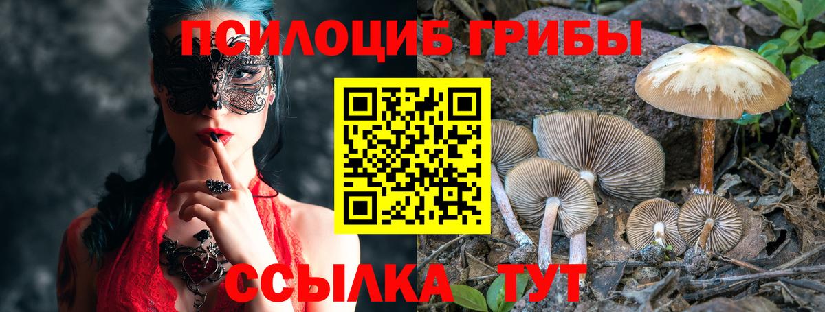 Псилоцибиновые грибы Psilocybe Камышин